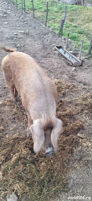 Scroafă duroc de vânzare ! - imagine 3