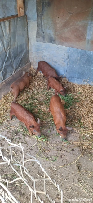Vând grasuni si purcei mangalița !