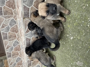 Pui ciobănesc belgian  - imagine 2