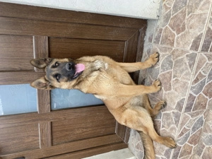 Pui ciobănesc belgian  - imagine 4