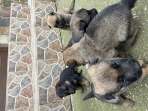 Pui ciobănesc belgian  - imagine 3