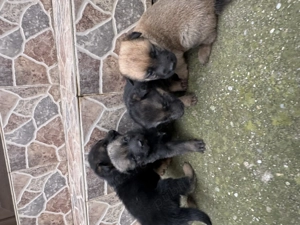 Pui ciobănesc belgian 