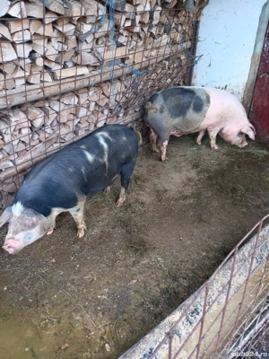 Porci de vânzare pt sacrificat