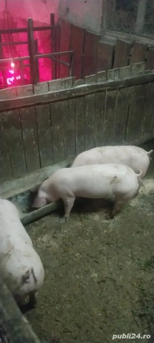 porci de 40 45 kg petrean cu lantras