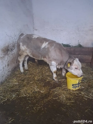 Vand vitel belgă - imagine 3