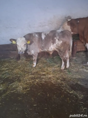 Vand vitel belgă - imagine 2