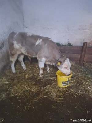 Vand vitel belgă - imagine 4