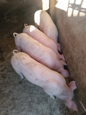 Grăsuni de 13 săptămâni Pietrain castrați. - imagine 4