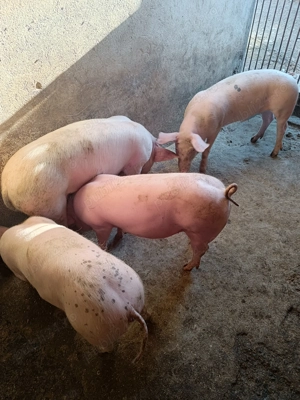 Grăsuni de 13 săptămâni Pietrain castrați. - imagine 3