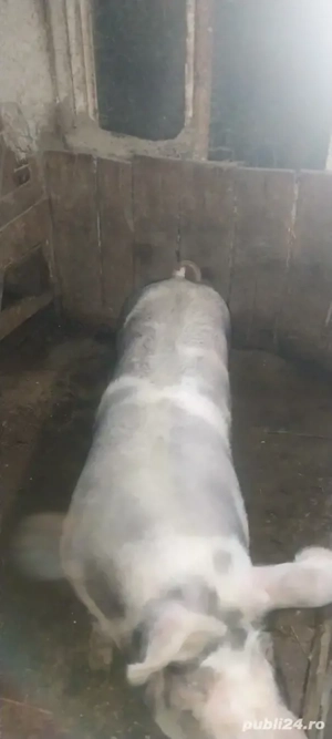 porci de carne pt craciun 