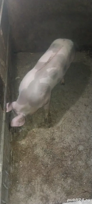 porci de carne pt craciun  - imagine 2