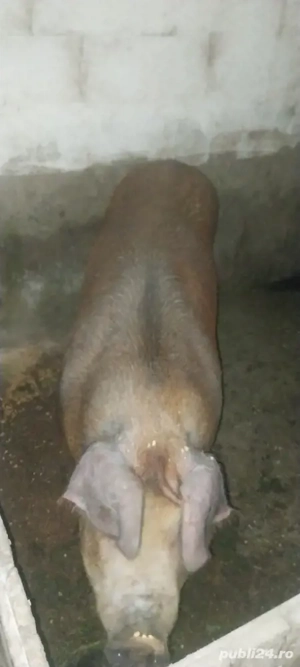 porci de carne pt craciun  - imagine 3