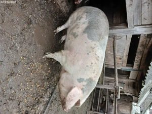 Porci de vanzare 120-200kg
