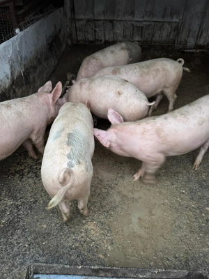 Vând purcei si grasuni - imagine 2