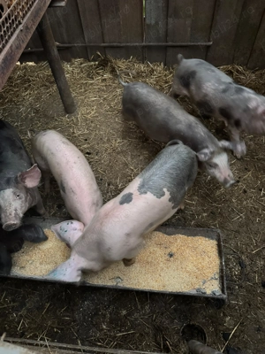 Vând purcei si grasuni - imagine 3