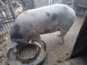 Purcea de vânzare  - imagine 2