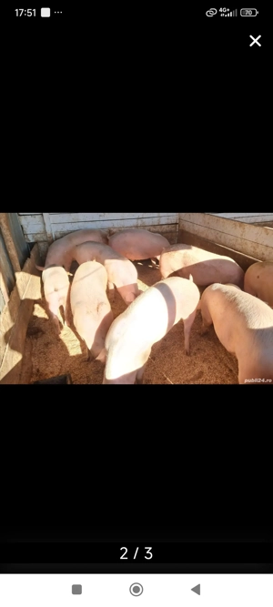 Porci crescuti la țară 