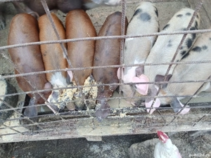 șoldani durc - imagine 2