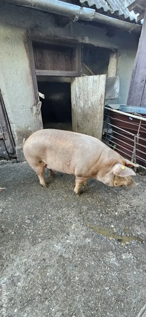 Porci 160-200kg