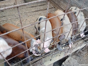 vand purcei - imagine 4