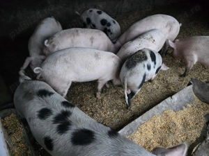 Vand porci greutate 70-130 kg