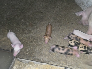 Vand Purcei  Rasa de carne - imagine 2