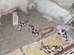 Vand Purcei  Rasa de carne - imagine 3