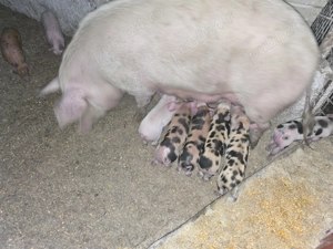 Vand Purcei  Rasa de carne - imagine 4