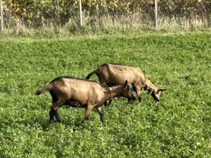 Iedite 2 alpin francez caută stapan
