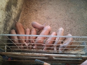 Porci și purcei ..... - imagine 4