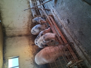 Porci și purcei .....