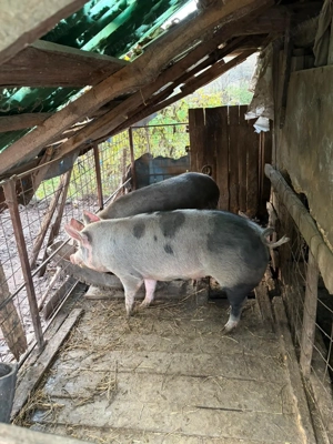 Vand porc crescut la curte - imagine 2