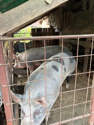 Vand porc crescut la curte