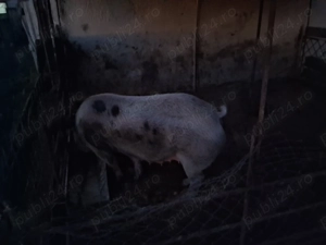Porci și purcei ..... - imagine 3