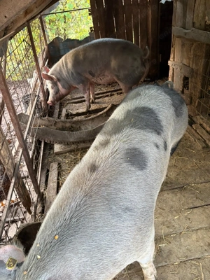 Vand porc crescut la curte - imagine 4
