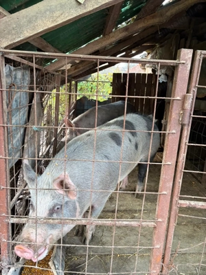 Vand porc crescut la curte