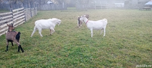 Vând Țap Rasa Saanen - imagine 3