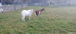 Vând Țap Rasa Saanen - imagine 4