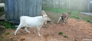 Vând Țap Rasa Saanen - imagine 2