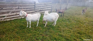 Vând Țap Rasa Saanen - imagine 5