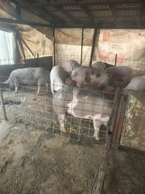 Vând porci rasa de carne  - imagine 2