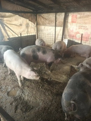 Vând porci rasa de carne 