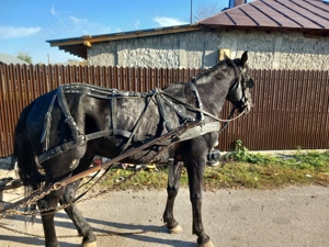 Armăsar de vânzare 
