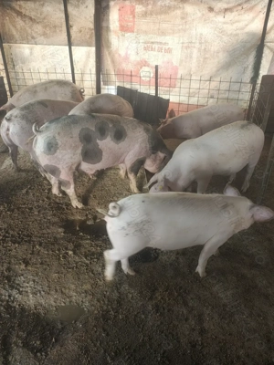 Vând porci rasa de carne  - imagine 4