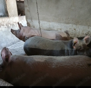  Vând porci pentru sacrificat, între 100 și 180 kg, la 18 lei kg.  Locație: Biled, jud. Timiș  - imagine 2
