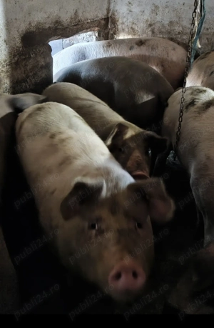  Vând porci pentru sacrificat, între 100 și 180 kg, la 18 lei kg.  Locație: Biled, jud. Timiș 