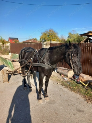 Armăsar de vânzare  - imagine 3