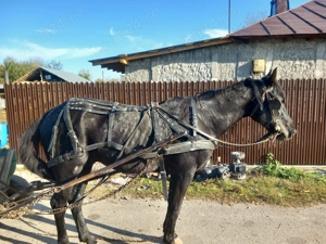 Armăsar de vânzare  - imagine 4