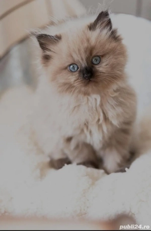 ragdoll fetita si baietel