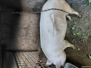 vand porc la 140 -150kg